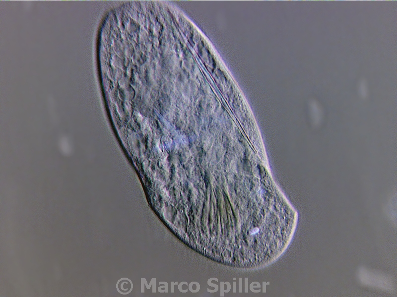 Chilodonella - IOCN